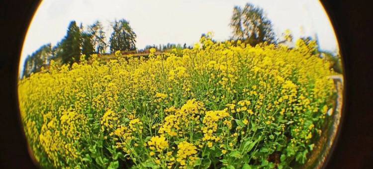 西递花海客栈图片