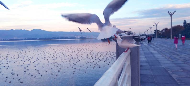 昆明滇池梦之旅客栈图片