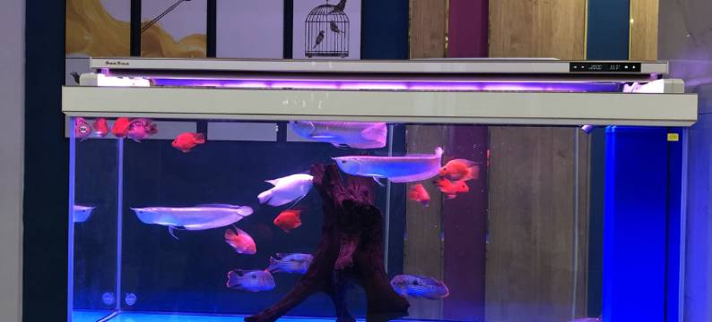 新蔡尚青春主题宾馆图片