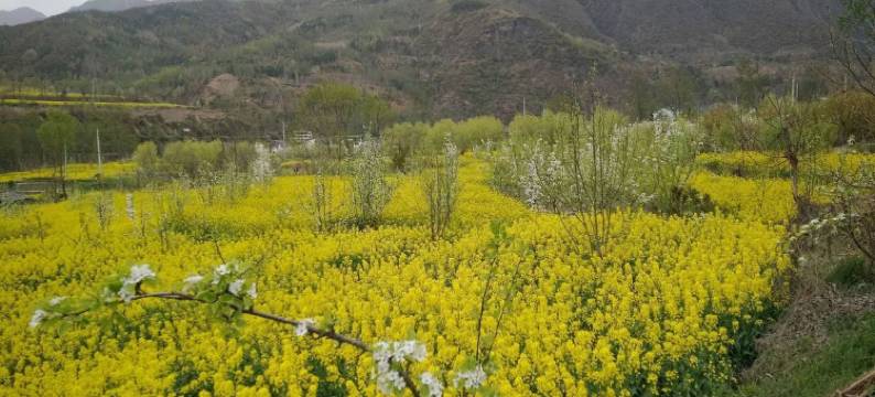 青川景谷人家酒店图片