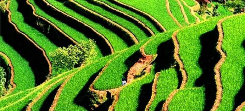 元阳哀牢印象民宿(多依树景区店)图片