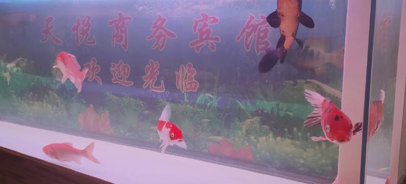 宿迁天悦商务宾馆(新庄镇店)图片