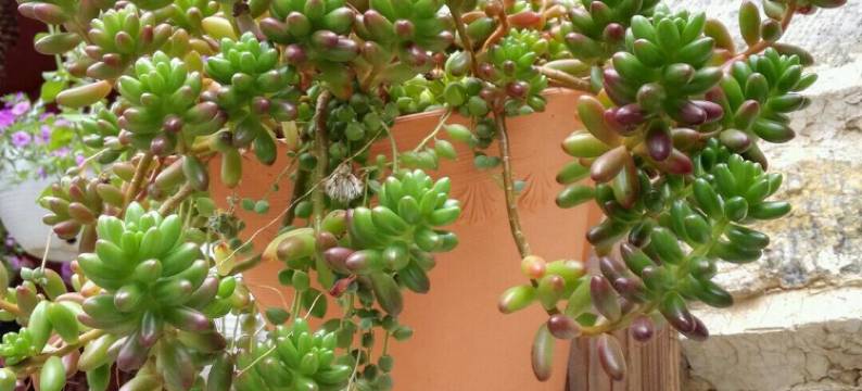 大理春花秋月客栈图片