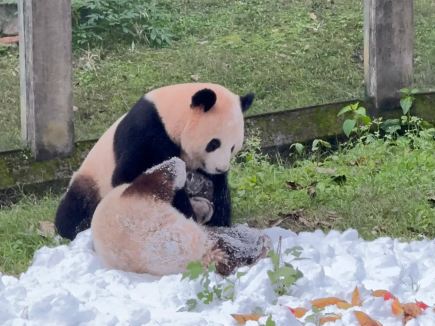 重慶大熊貓「奇三妹」歎冰鎮水果撈