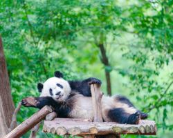 Lotus season at Chengdu Panda Base, watch Baoche Brothers