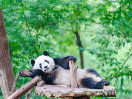 Lotus season at Chengdu Panda Base, watch Baoche Brothers