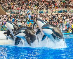 【期間限定】海昌海洋公園萬秀節登場！免費夜場票邀你遊園