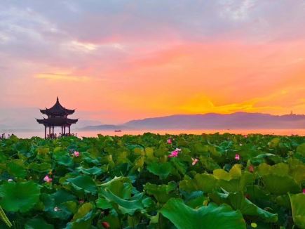 West Lake's first lotus flowers bloom—limited-time romantic summer begins