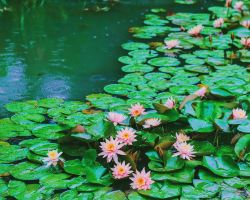 Summer lotus at West Lake wows international travel influencers
