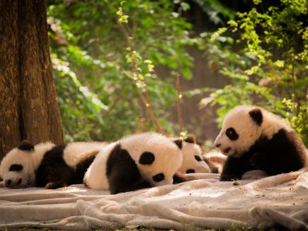 Sichuan panda cubs cuddle you to sleep—instant calm