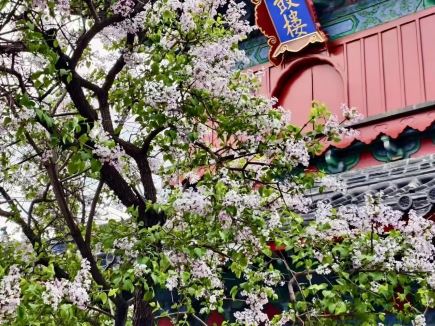 北京春日限定！紅牆粉花絕美綻放，古都景致媲美江南