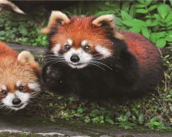 Chongqing Zoo Welcomes Red Panda Cub: Up-Close Nursery Viewing