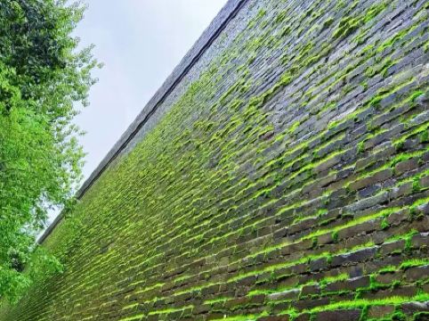 Limited-time spring makeover lights up Xi'an City Wall