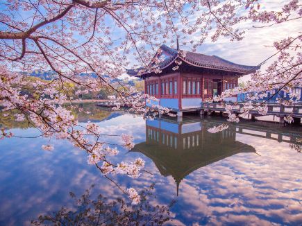 Hangzhou's West Lake early cherry blossoms: two trees 90% open