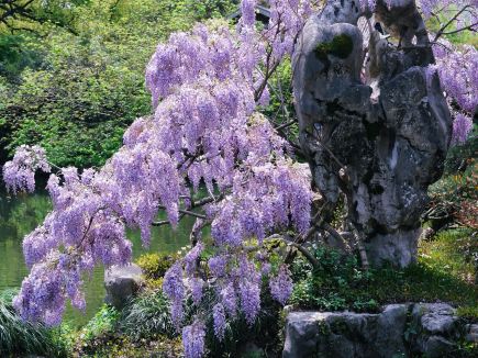 春遊必去！西湖紫藤花海唯美盛放，感受如夢似幻的春日浪漫