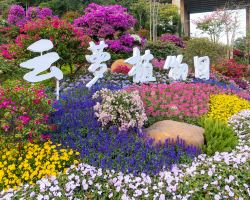 Yuntai Garden and Yunluo Botanical Garden host diverse flower shows