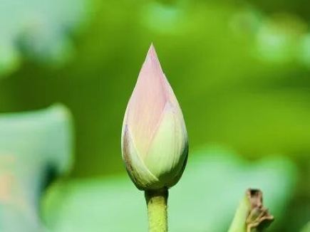 Summer lotus season kicks off at West Lake