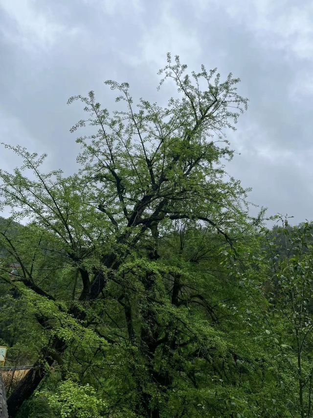 万安高岭宿集风景区旅行图片 1