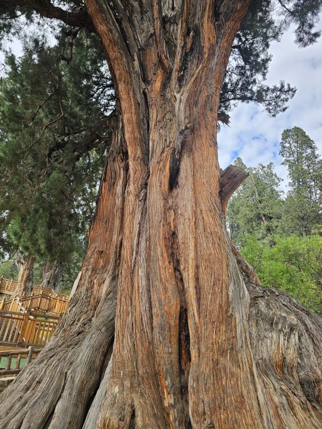 世界柏树王园林风景区旅行图片 1
