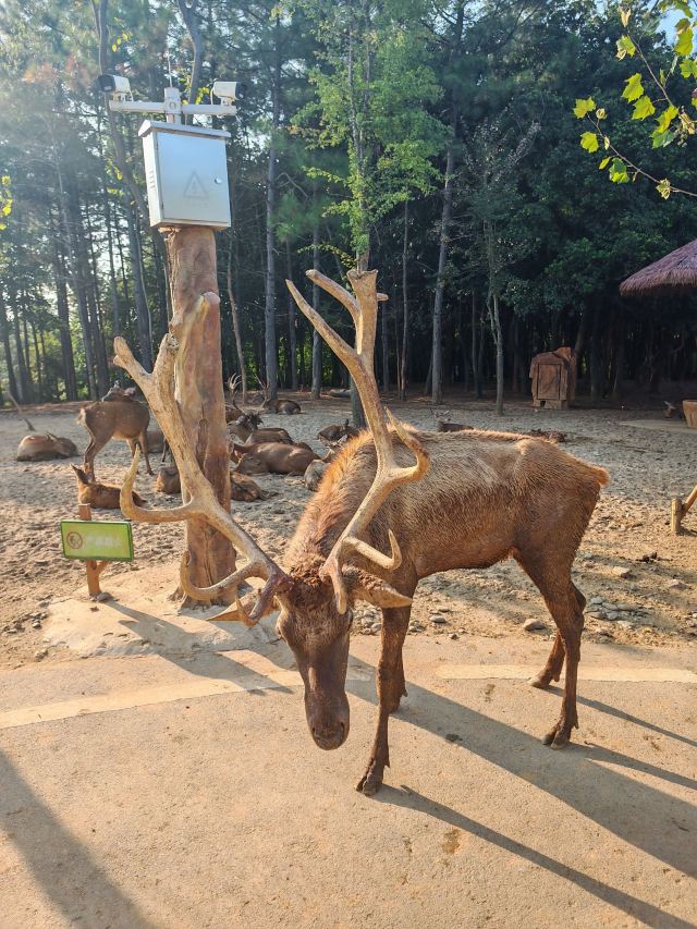 皖南野生动物园旅行图片 3