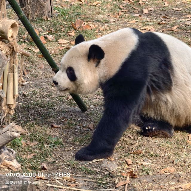 太阳岛大熊猫馆旅行图片 2
