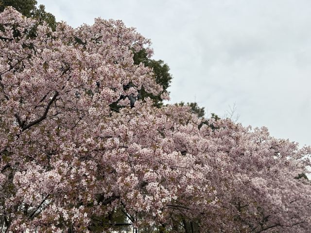 上海顾村公园旅行图片 5