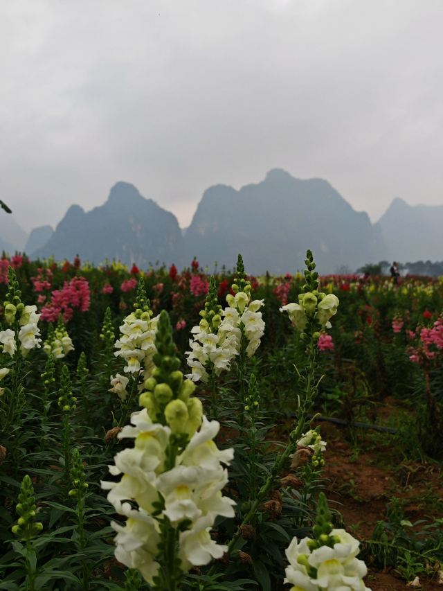 峒那屿湾旅行图片 3