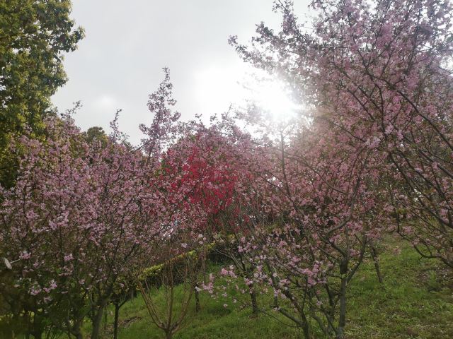 上海南汇桃花村旅行图片 4