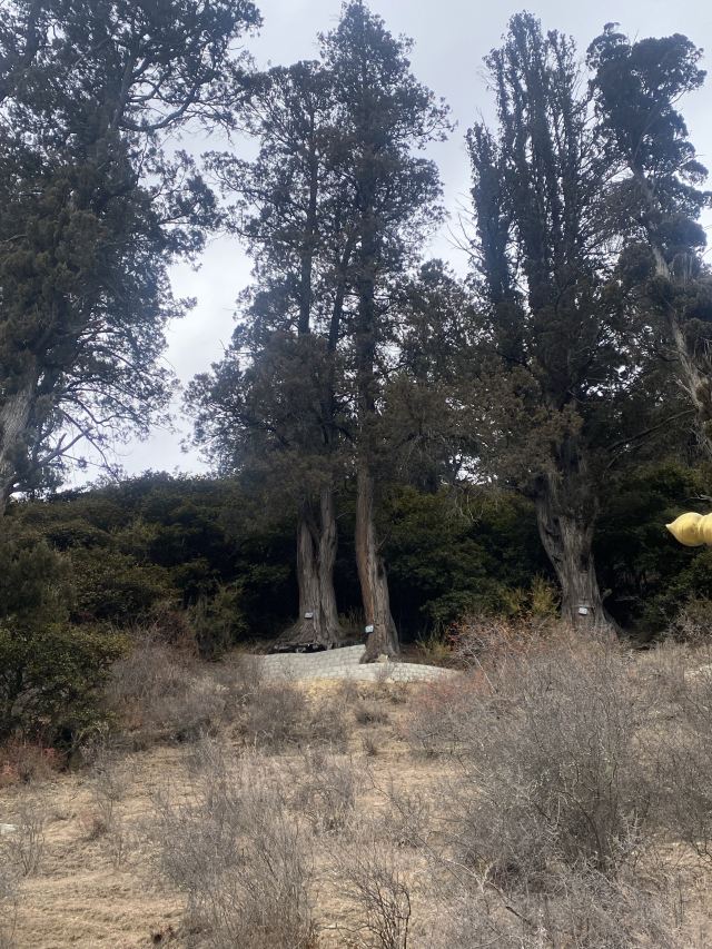 世界柏树王园林风景区旅行图片 3