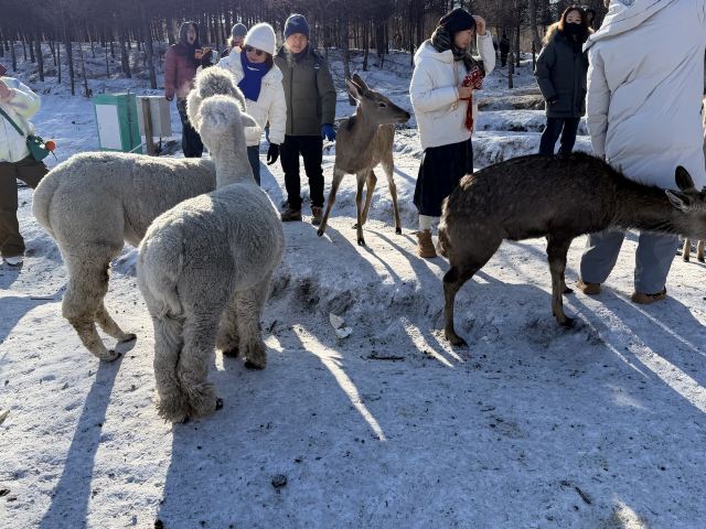 乌兰布统达瓦鄂温克驯鹿部落旅行图片 1