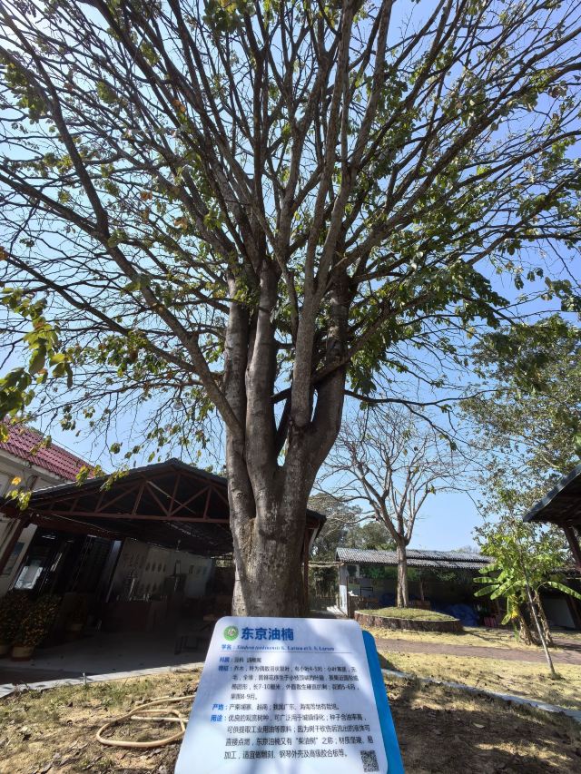 海南热带植物园旅行图片 2