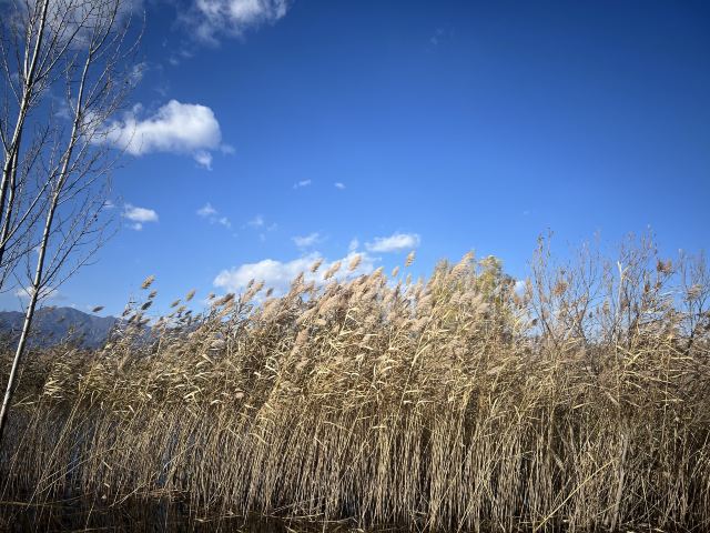 野鸭湖国家湿地公园旅行图片 5