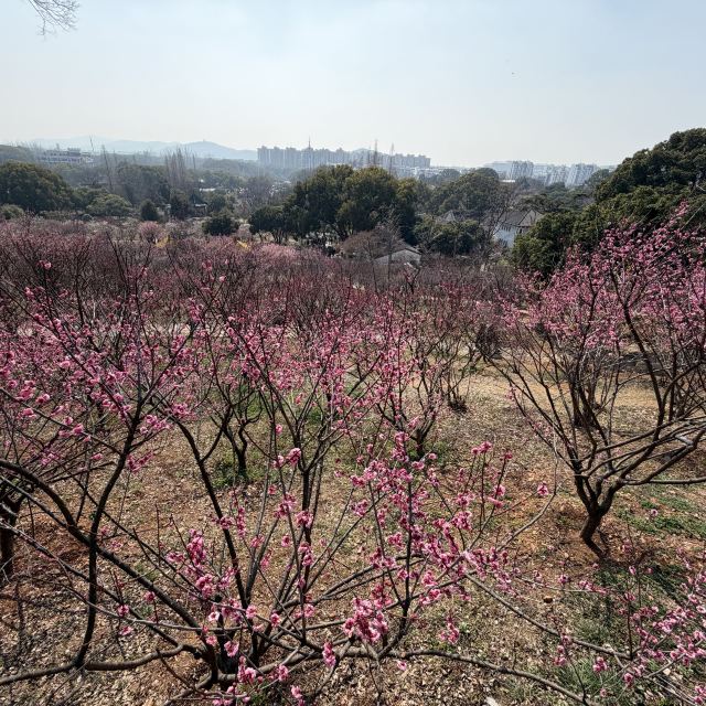 荣氏梅园旅行图片 5