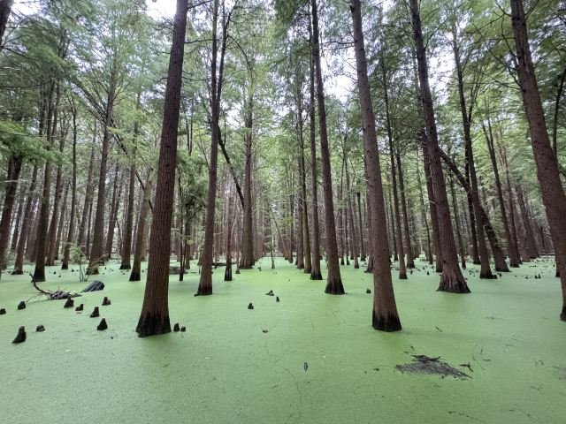 金湖水上森林景区旅行图片 2