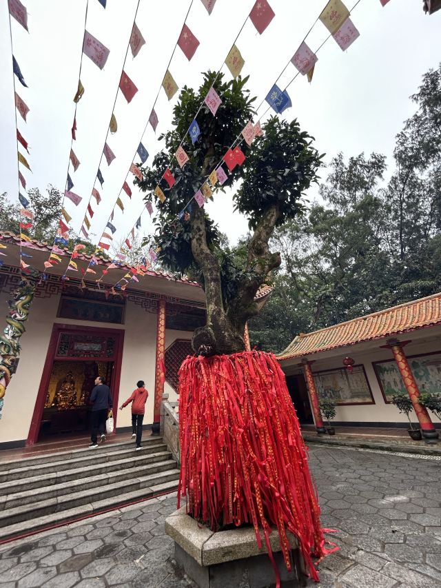 东山岭旅行图片 7