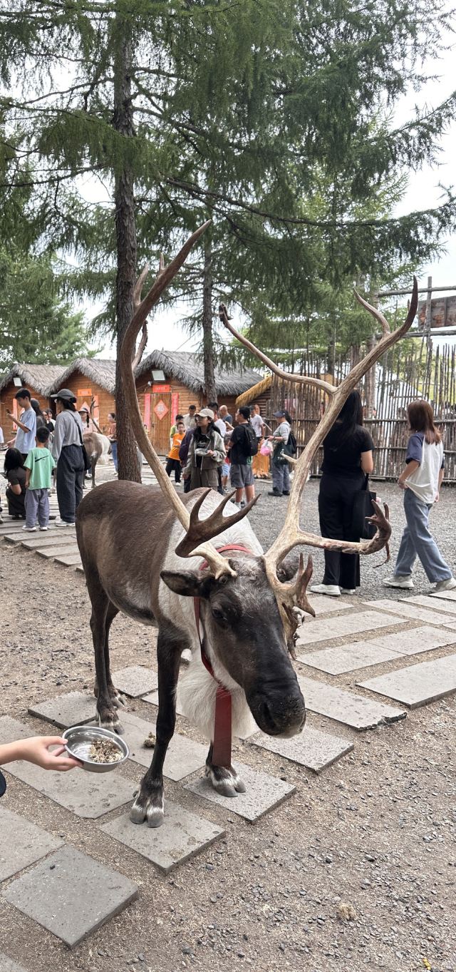 长白山雪绒花驯鹿园旅行图片 1