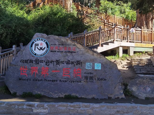 世界柏树王园林风景区旅行图片 1
