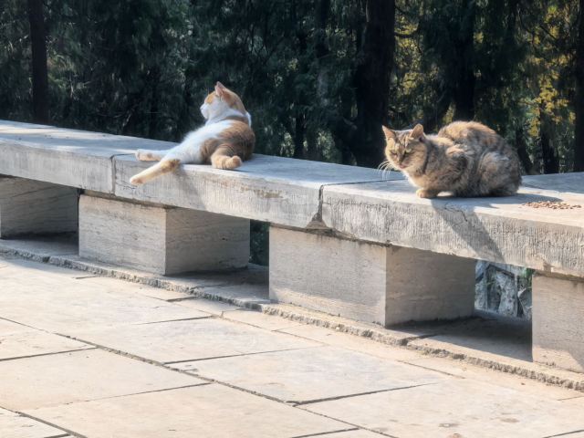 四门塔旅行图片 4