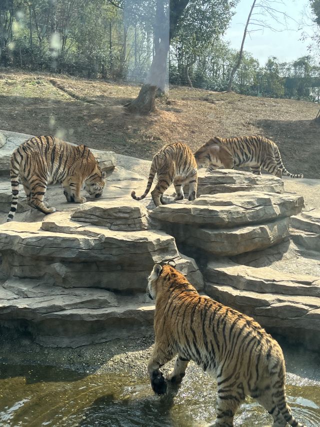 湖南常德野生动物世界旅行图片 1