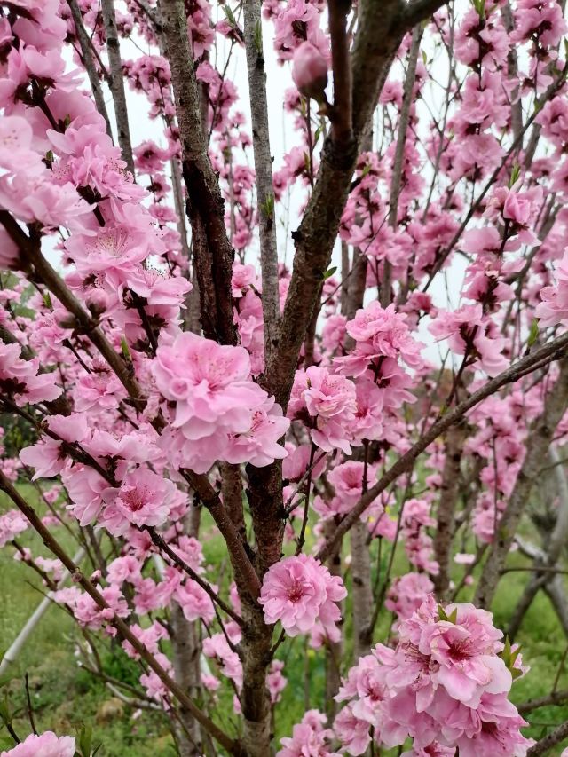 上海南汇桃花村旅行图片 5