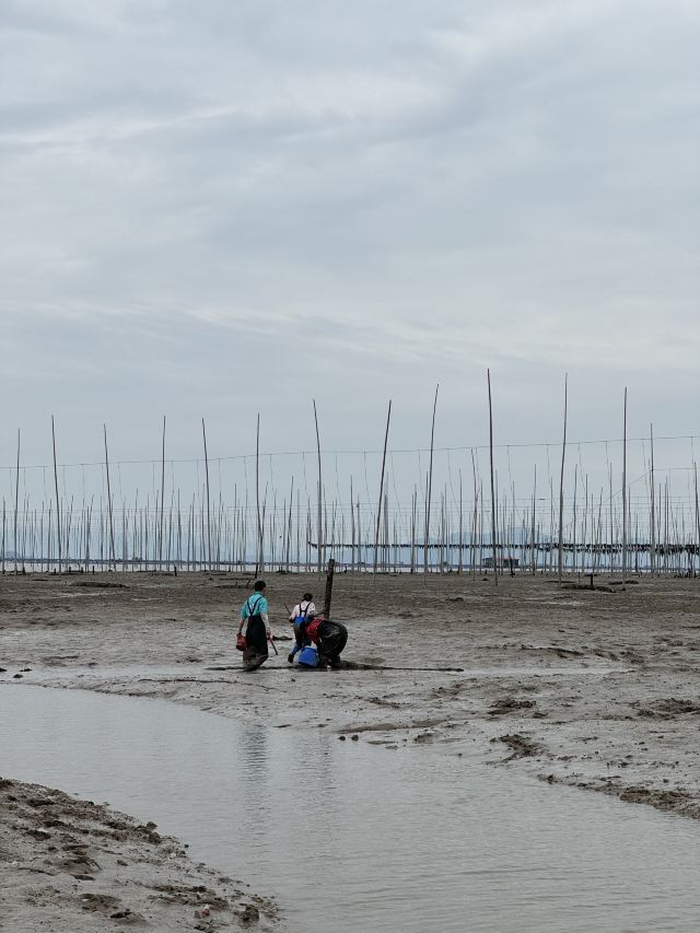 霞浦牛屿滩涂赶海体验中心旅行图片 1