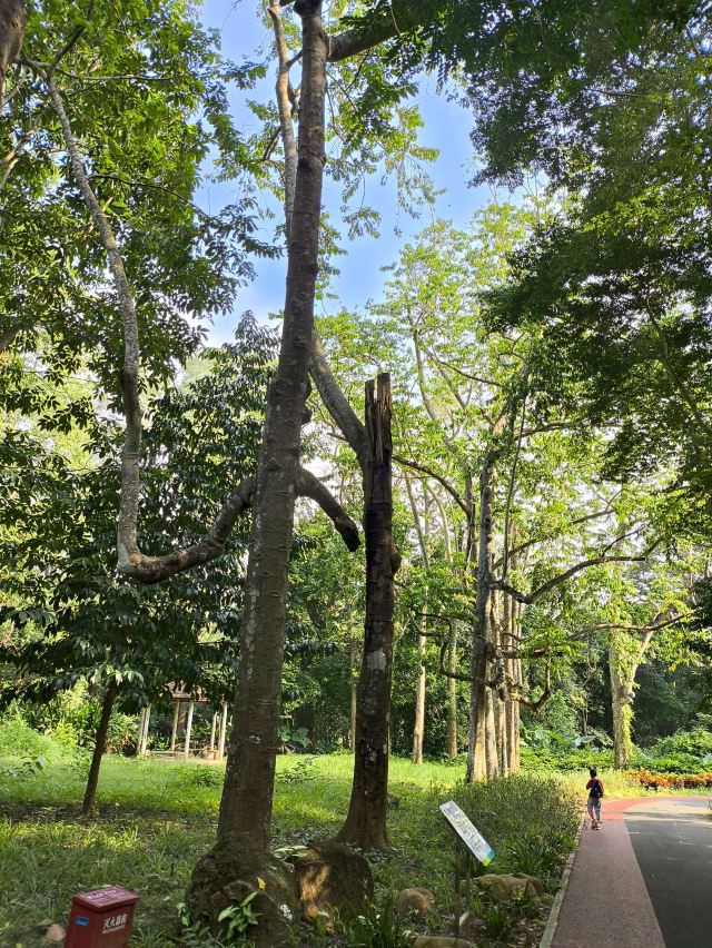 海南热带植物园旅行图片 2