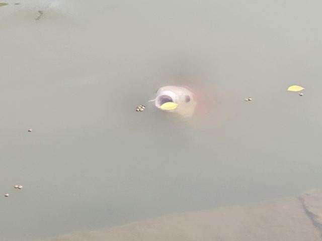 小鸟天堂旅行图片 6