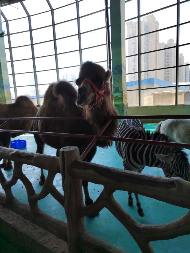 沈阳龙之梦动物科普乐园旅行图片 3