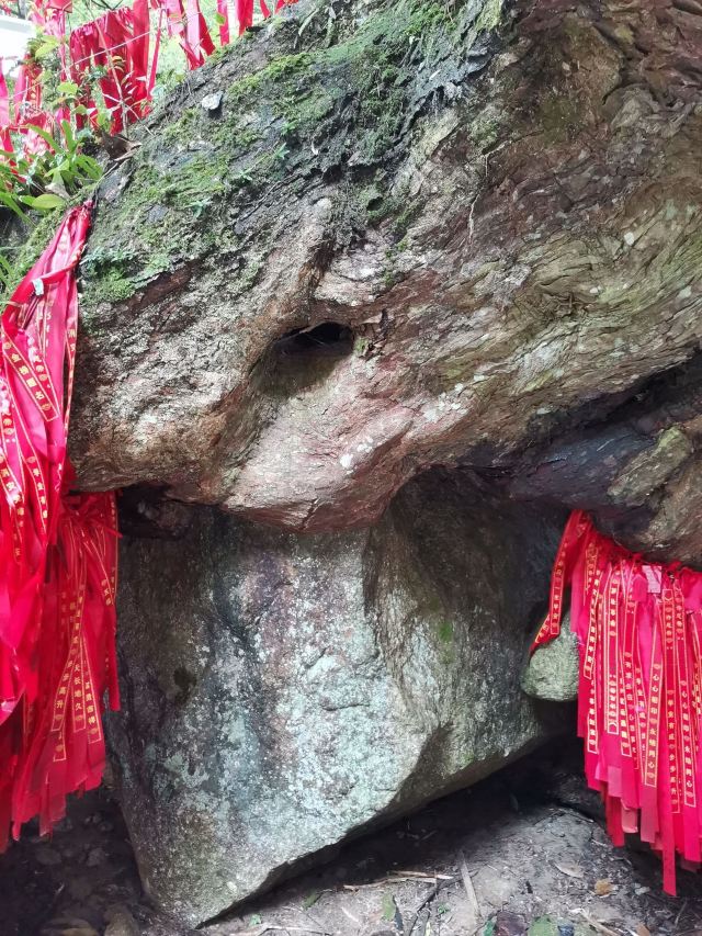 炎陵县神农谷国家森林公园旅行图片 4