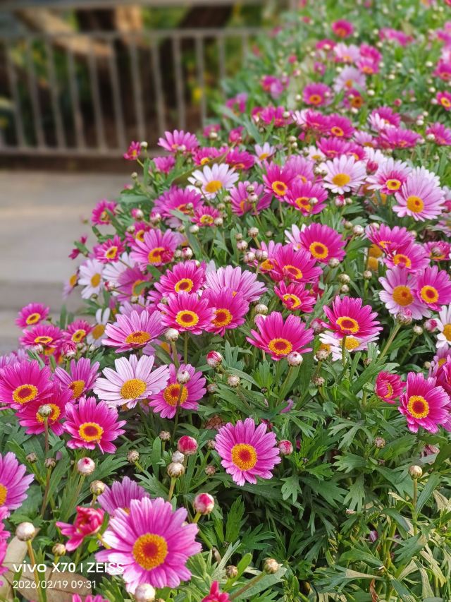 成都植物园旅行图片 1