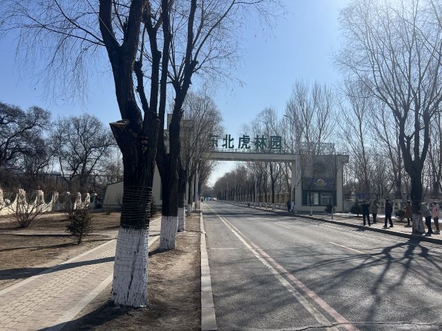 东北虎林园旅行图片 2