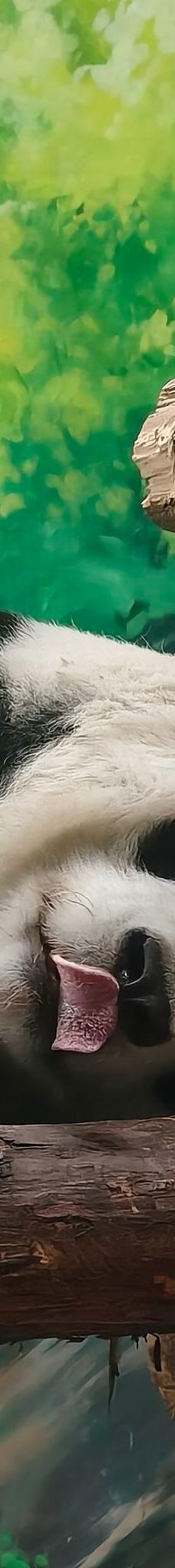 西宁熊猫馆-西宁-YoYo_1T3S6Y2P