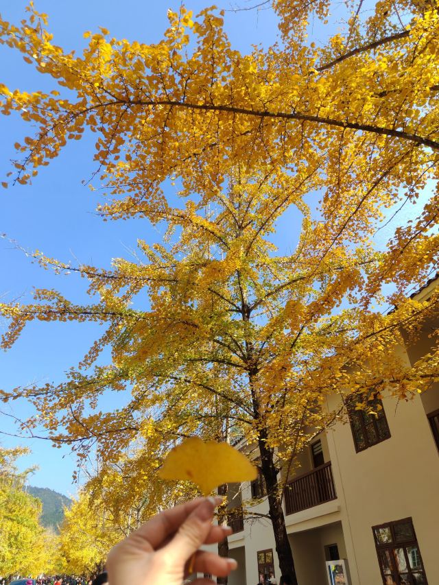 南雄帽子峰旅游景区旅行图片 2