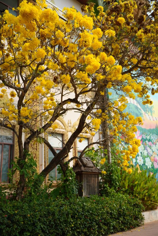 曼听御花园景区旅行图片 1